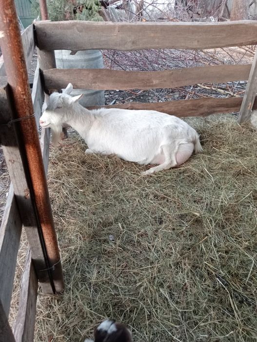 Козлик заано- нубиец,на племя