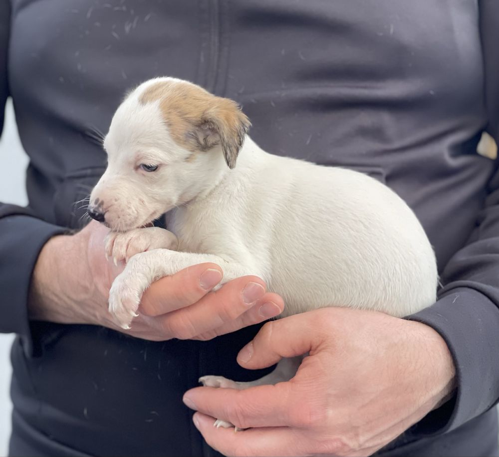 Whippet ZKwP dziewczynka w wyjatkowym kolorze Revirado FCI