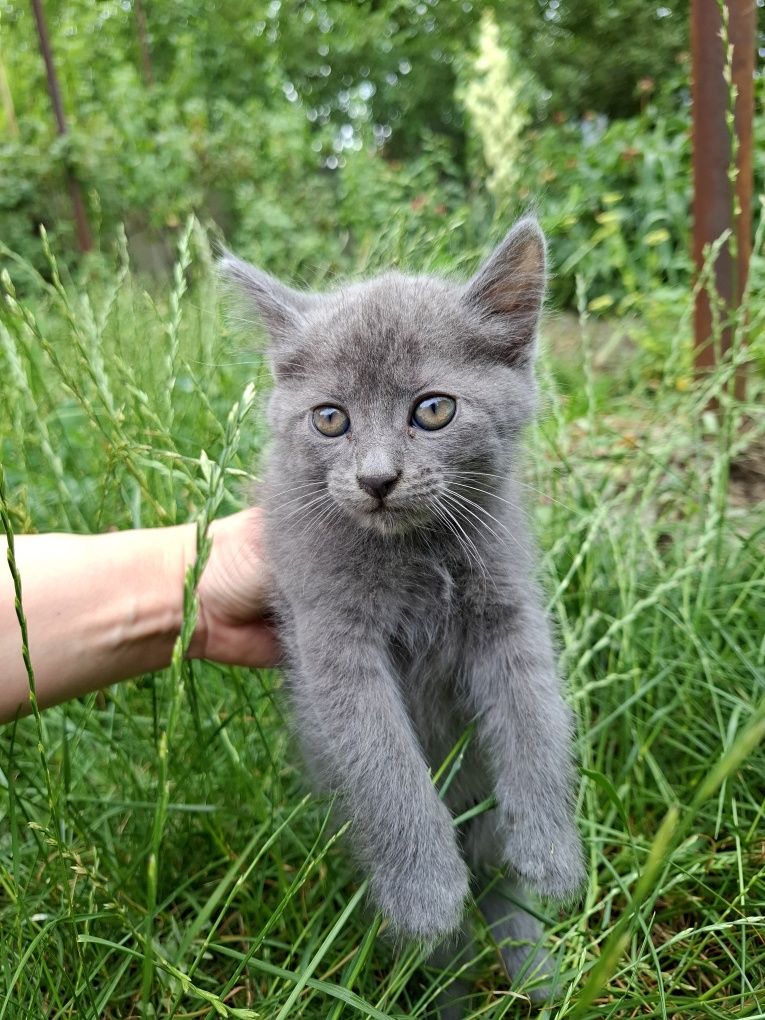 Отдам котят в любящие руки котята котик коты кот
