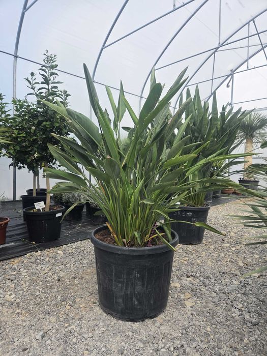 Strelitzia reginae – Strelicja królewska