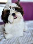 Shih tzu piesek  biało czerwony