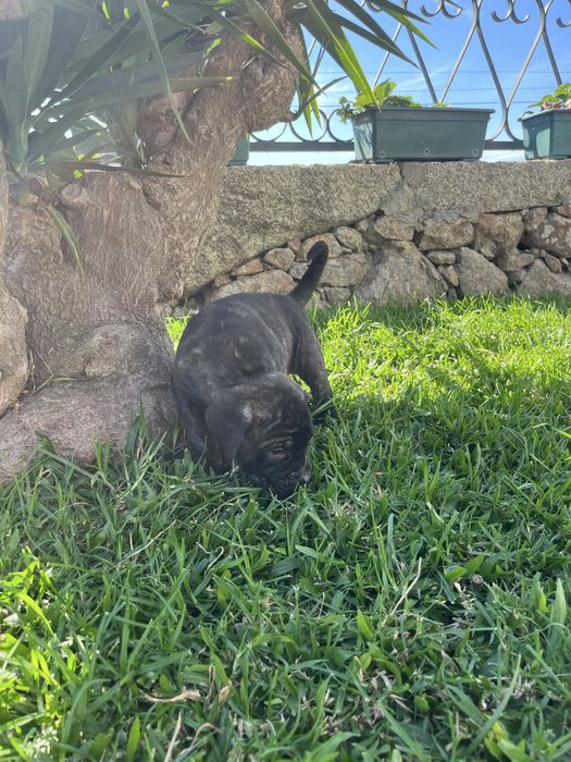 Cane corso italiano fêmea