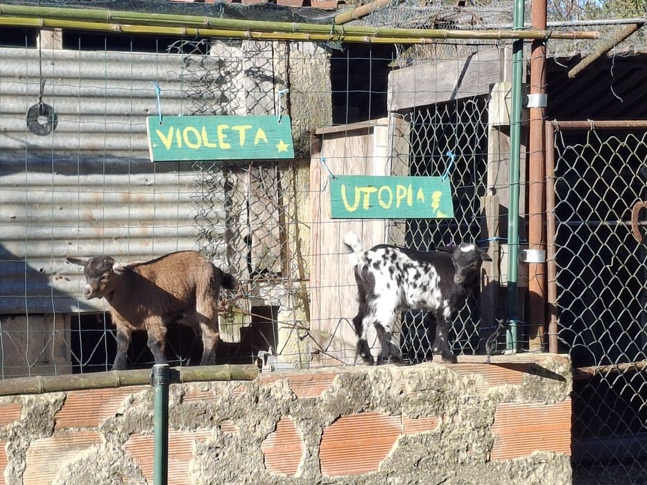 Cabritos anões muito bonitos e bem tratados,  desparasitados