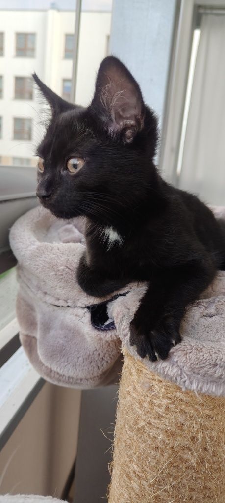 Brusia do adopcji