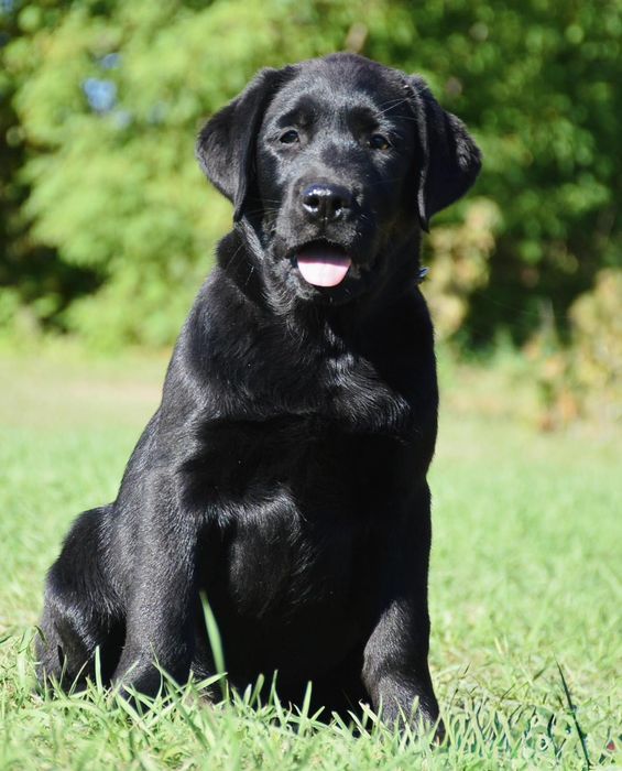 Ждёт свою семью прекрасный щенок лабрадор ретривер!