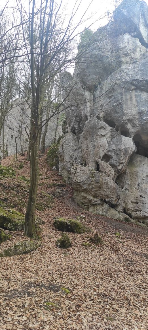 Działka leśna Kroczyce Okupne - las, skały wspinaczkowe i jaskinia