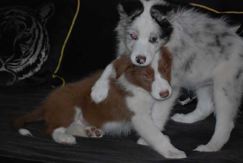 Pies Border Collie Czekoladowo-biały /Red