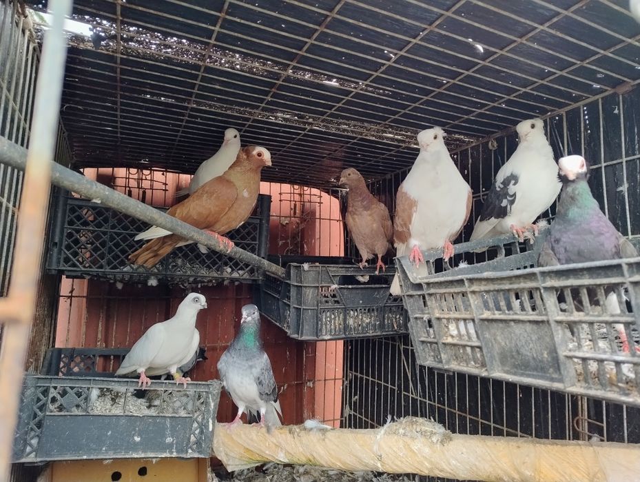 Sprzedam gołębie ozdobne