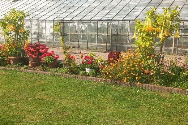 Brugmansja kilkuletnia żółta