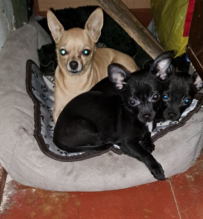 Продам чихуахуа мальчишку