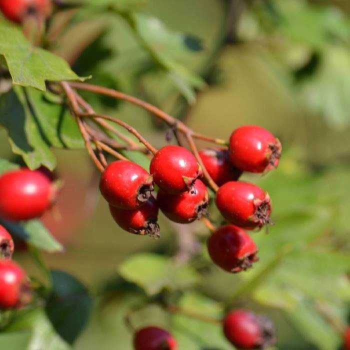 Głóg jednoszyjkowy Sadzonki Kopane Z Gruntu Duże Ilości