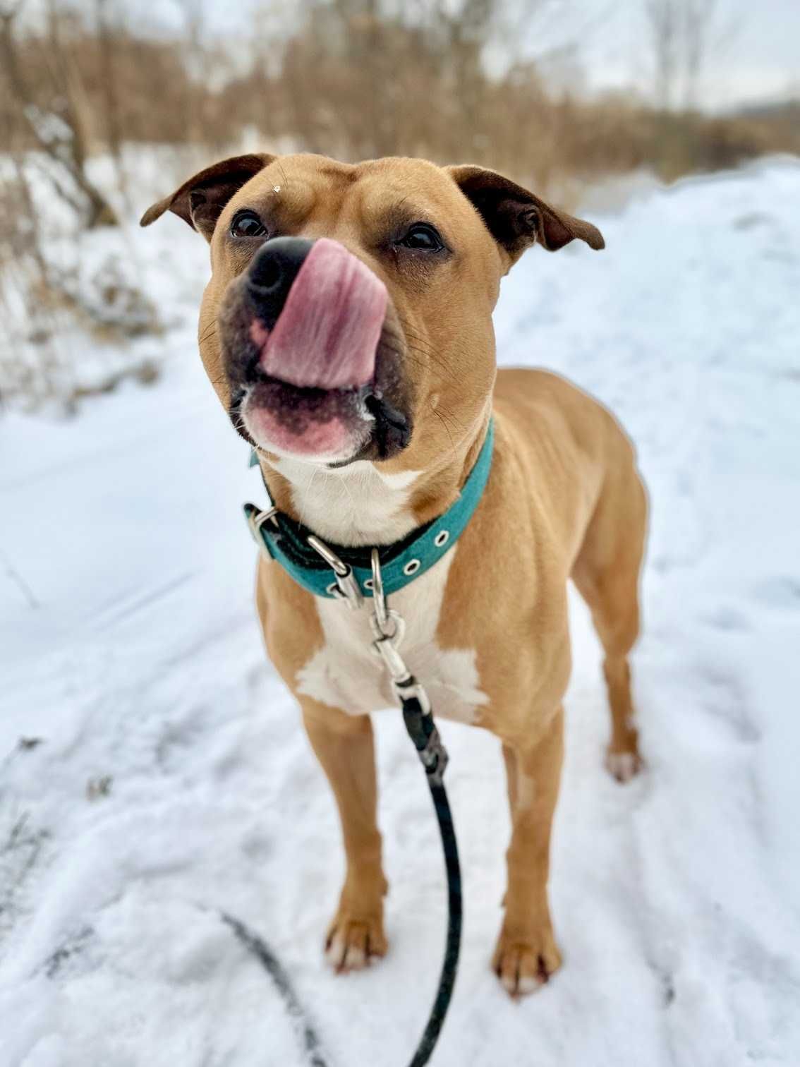 Kochający pitbull ROKI czeka na dom!