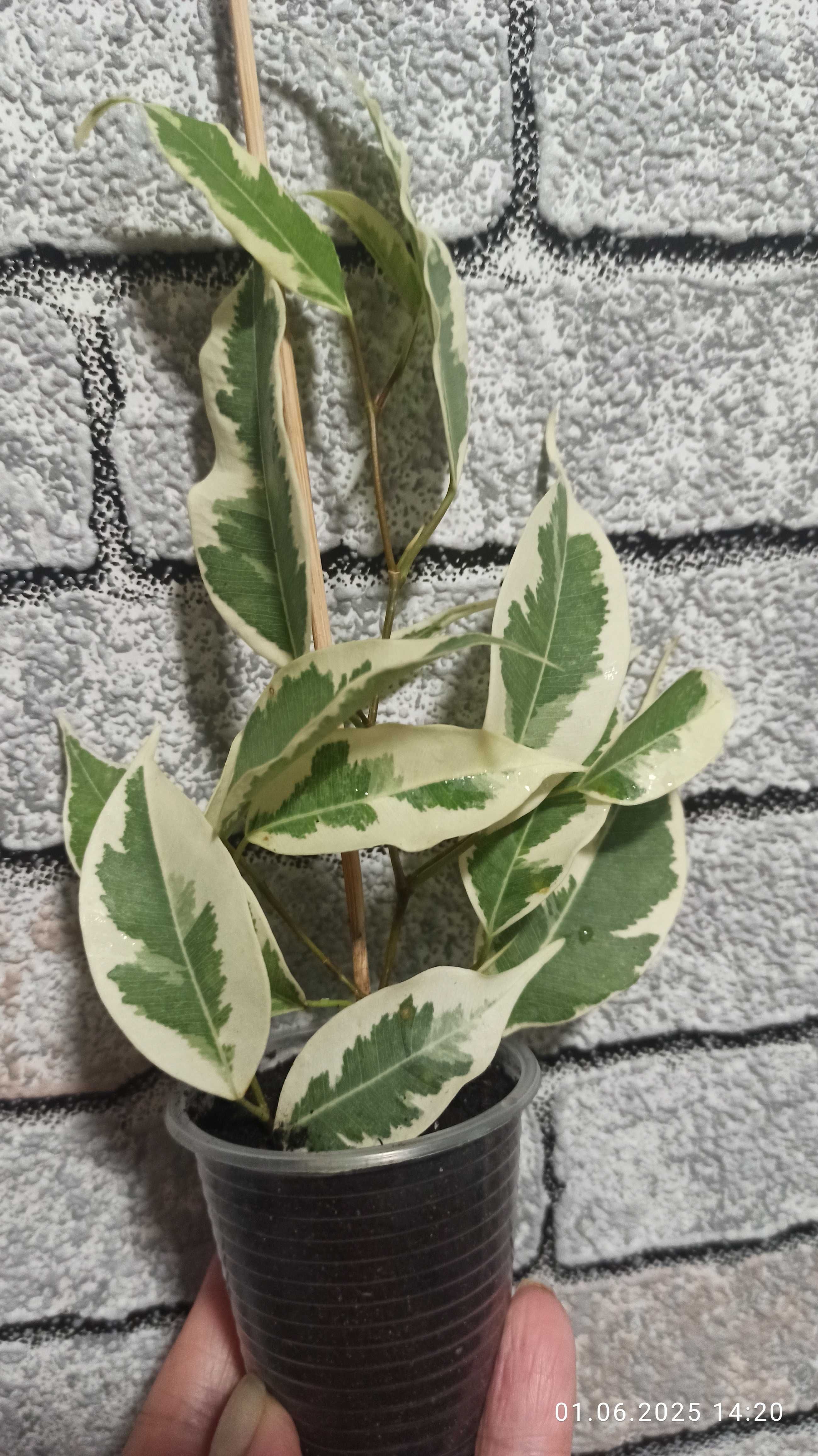 Фікус Де Гантель,Ficus De Gantel