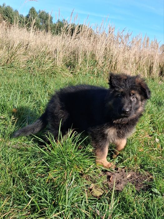 Owczarek niemiecki długowłosy śliczne szczenięta