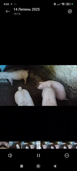 Продам свинки ремки на плем'я трьохпородний гібрид