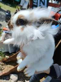 Królik miniaturka długo włosy miniaturki króliki miniaturowe