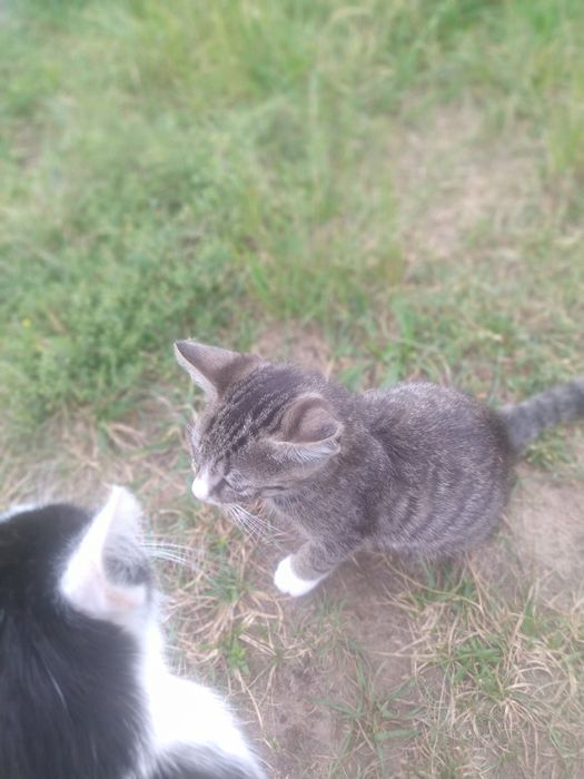 kotki mlode bardzo aktywne powierze w dobre rece