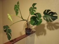 Planta costela de Adão, com 7 folhas.