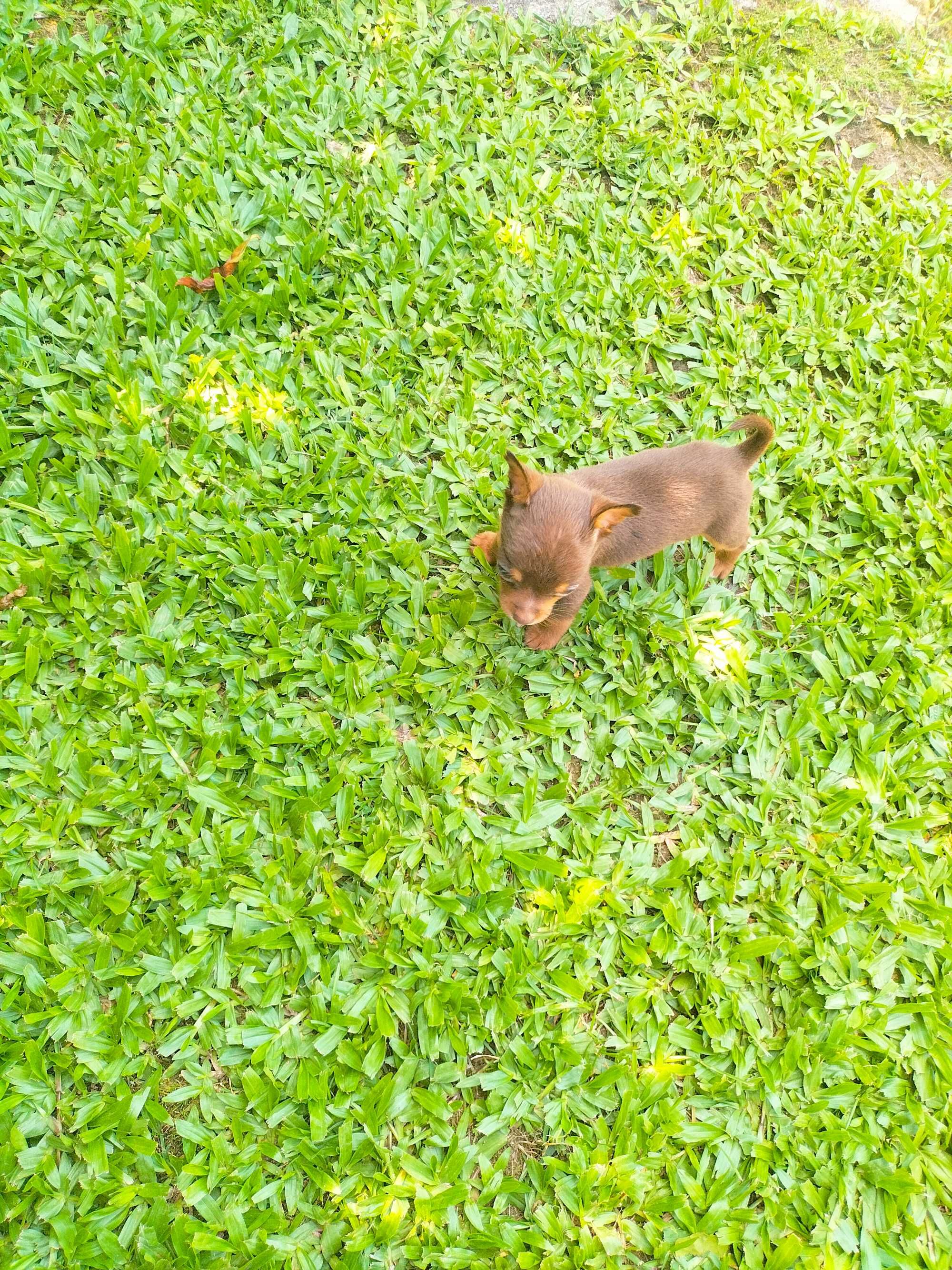 Pinscher fêmea tamanho zero