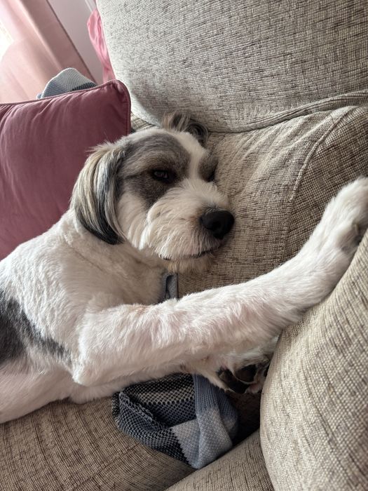 Doa-se Cão Porte Grande 23kg