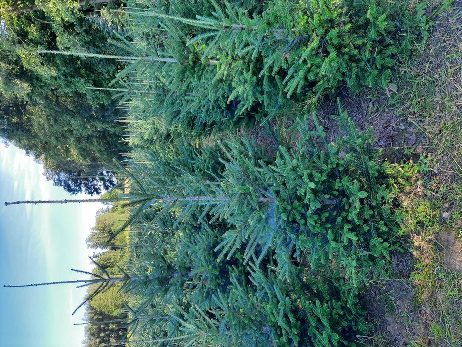 Jodła Kalifornijska, Koreańska, Fraseri,kałukaska wys.od 100cm -250cm,