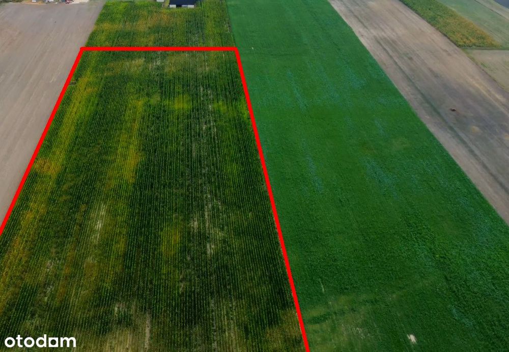 Sprzedam działki rolne 3,39 ha – Karszew, gmina Dąbie, Wielkopolska