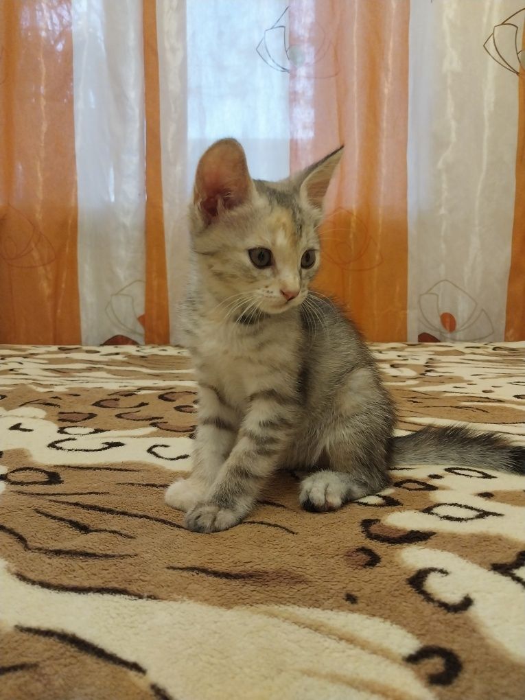 Котёнок девочка в хорошие руки