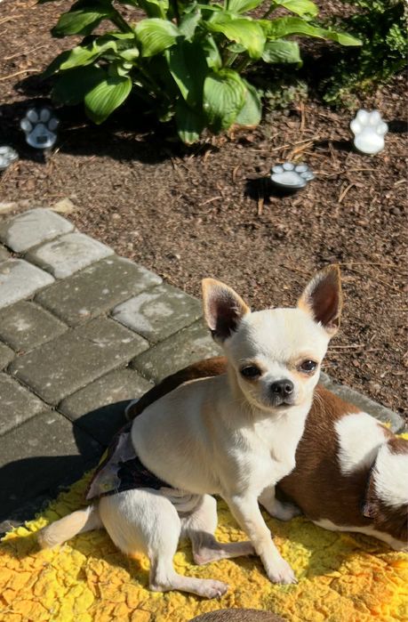 Chihuahua piesek krótkowłosy  Fci