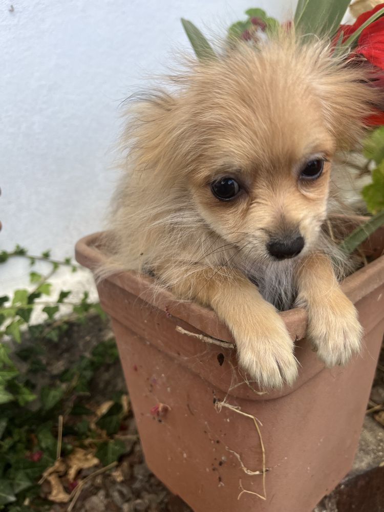 Menina spitz anao
