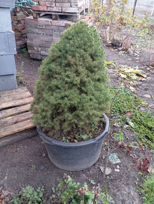 Mała choinka Świerk w doniczce