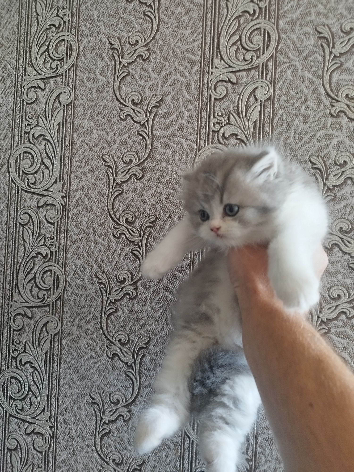Шотландські висловухі