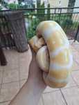 Wąż nie zbożowy Albino Piebald cinnamon samica