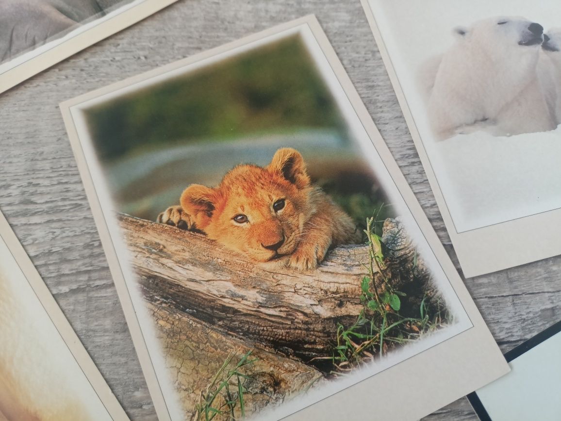 Kartki pocztowe zwierzęta