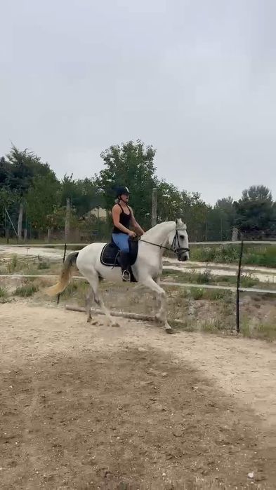 Égua pura raça, perfeito para obstáculo