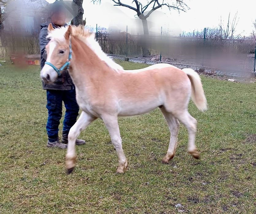 Ogierek haflinger pelne pochodzenie