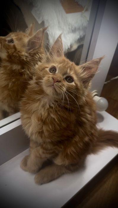 Маленьке диво — руда мейн-кун Olivia!