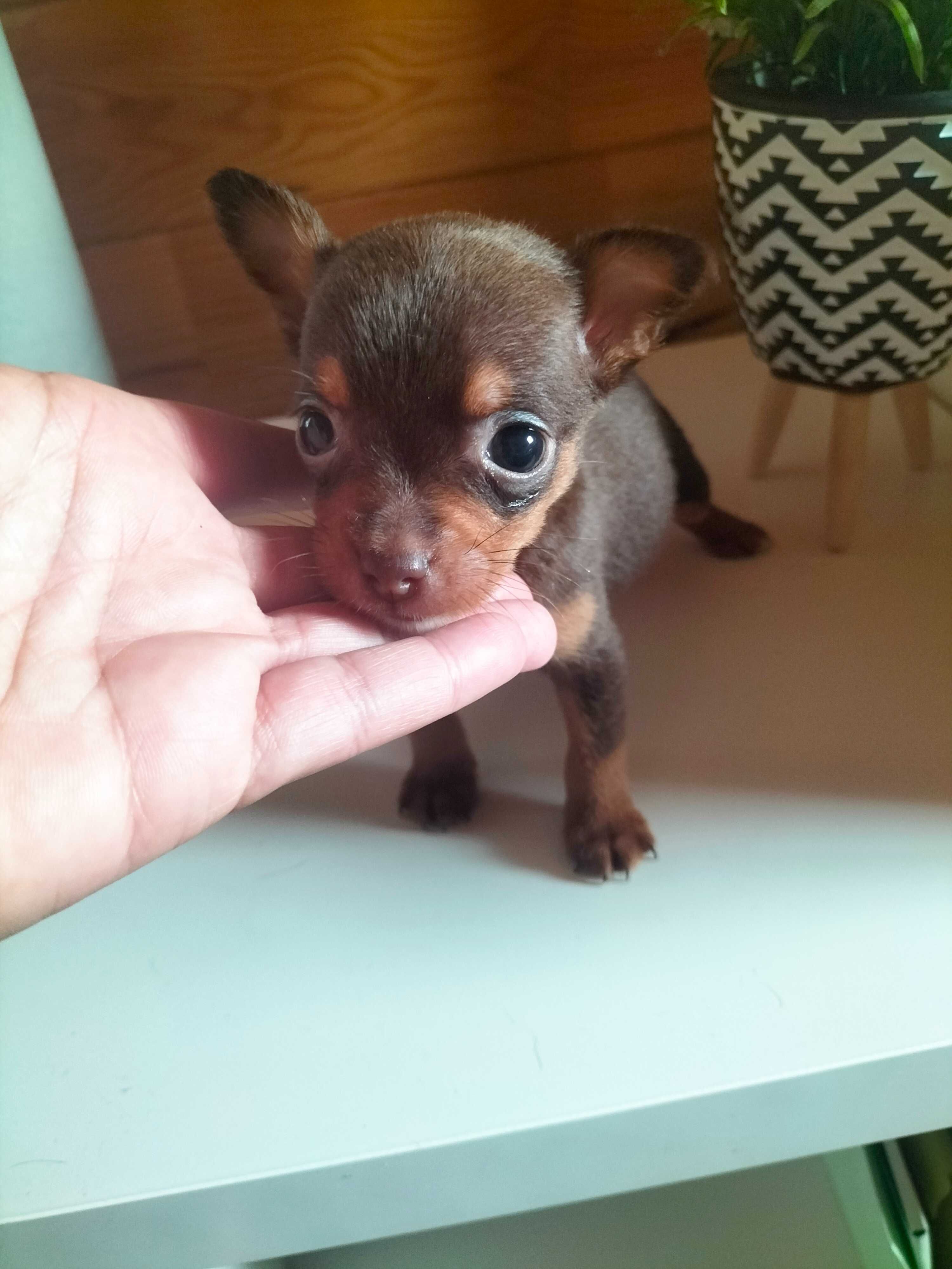 Pinscher chocolate t zero