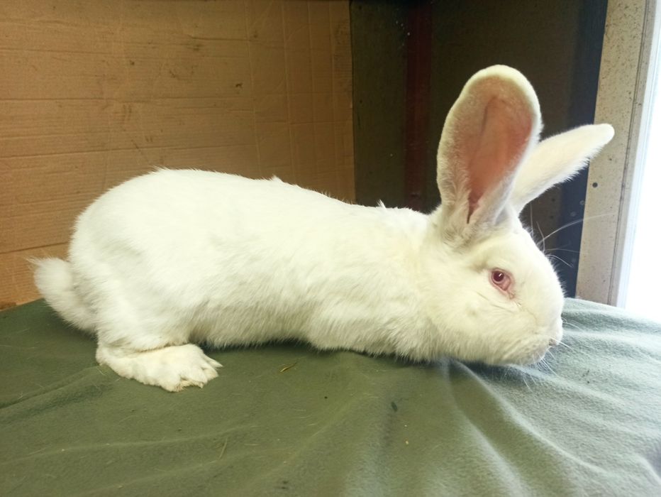 Króliki samice samce mieszańce