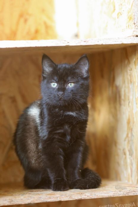 Форест, котенок, кот, 1 год