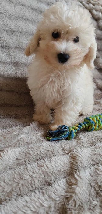 Piesek Maltipoo przeslodki puchaty misio  !