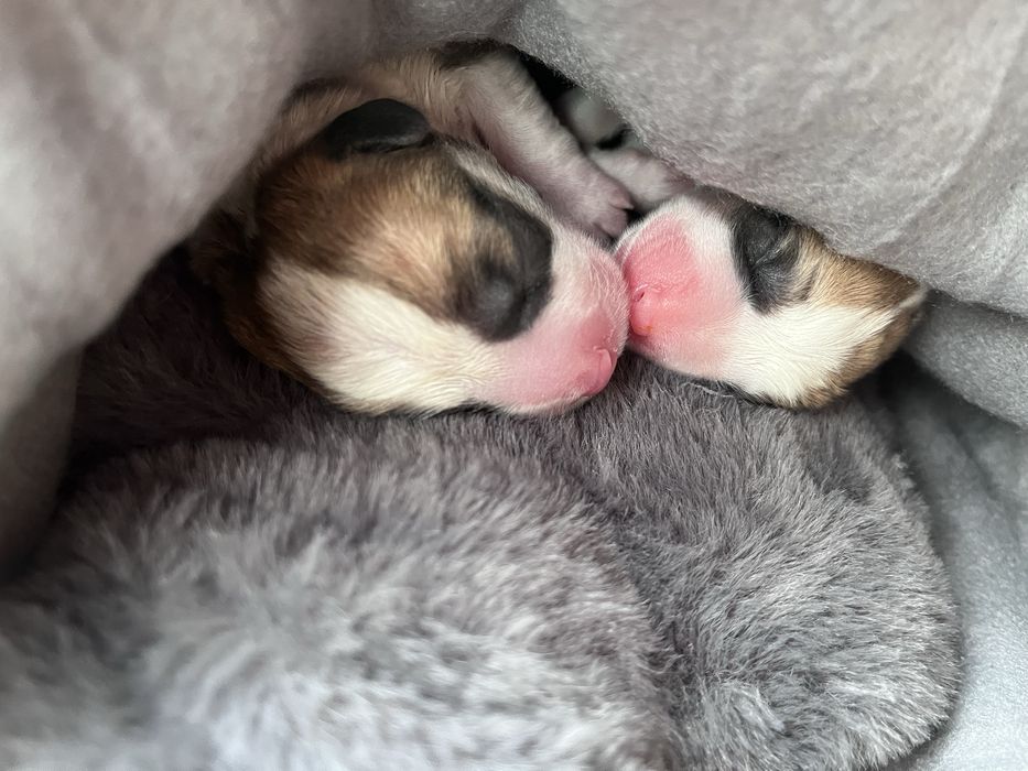 Suczka Welsh Corgi Pembroke