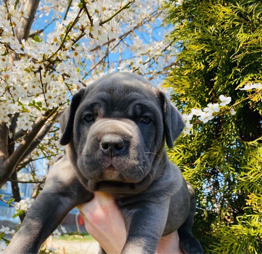 Продаж весняних-щенят Cane corso Italiano