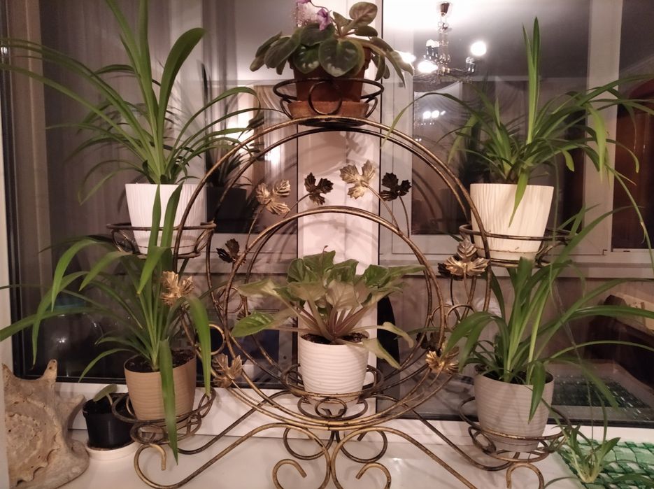 ХЛОРОФИТУМ ростки / детки (поштучно)