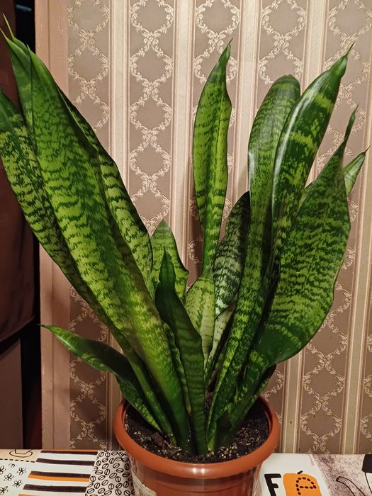 Сансевієрія квітка кімнатна
