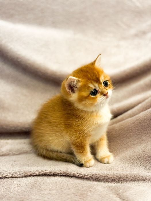 Kotka Brytyjska Krótkowłosa Złota Szynszyla