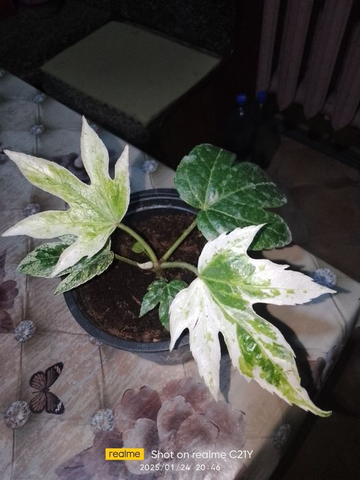 Фатсія,Спатіфілум крисивої варієгатності і інші рослини.і