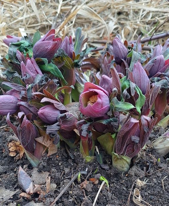 Морозник багаторічник