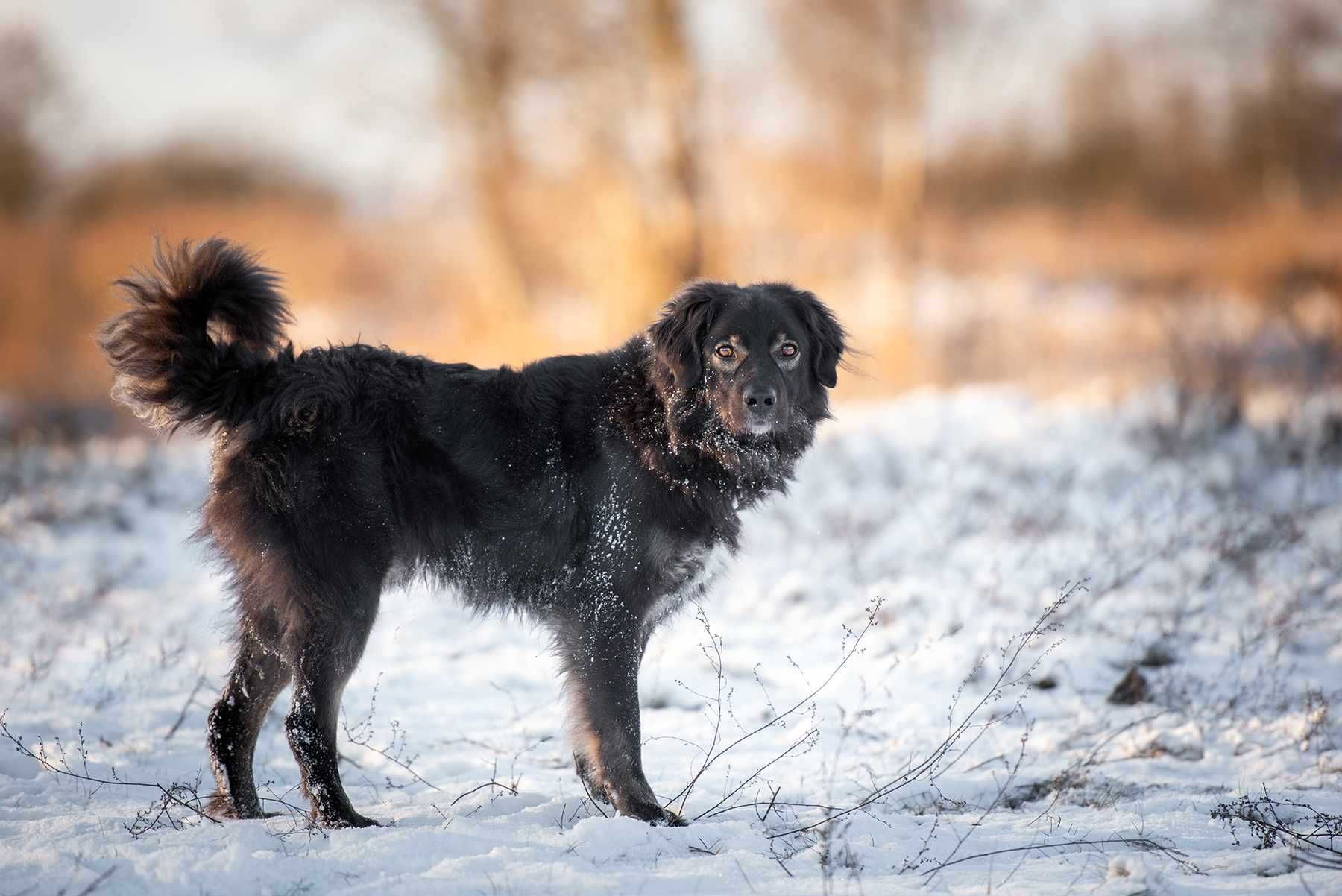 Kochany Roki czeka na swój dom