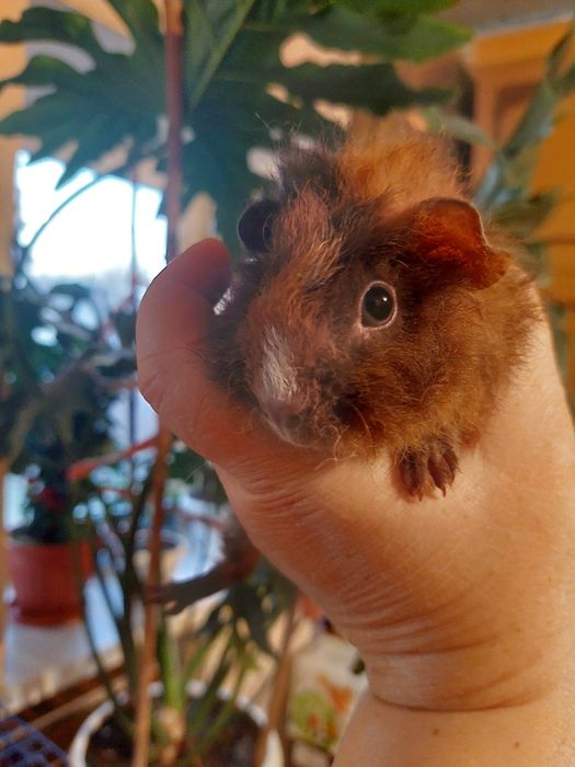 Продам красивых маленьких морских свинок! Породы "Тексель"