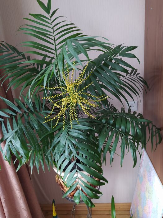 Хамедорея для оселі або офісу